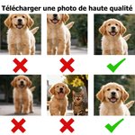 Sweat-shirt Multicolore Personnalisé avec 1-2 Photos du Visage de l'Animal et Noms Cadeau de Noël pour les Propriétaires d'Animaux de Compagnie