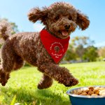Spersonalizowana świąteczna chusta 3D Cute Cartoon Dog Cat Regulowana chusta z imieniem i tekstem Prezent urodzinowy dla właścicieli zwierząt domowych