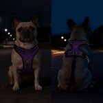 Personalised 3D Cartoon Dog Paw Bone Design Adjustable Reflective Pet Chest Harness with Name Pet Party Birthday Gift for Dog Owners