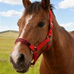 Personalised Soft Multicolour Horse Halter Noseband Protector Cover with Embroidered Text Equestrian Accessories Birthday Gift for Horse Lovers
