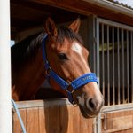 Henkilökohtainen pehmeä hevonen Halter Noseband Protector Cover kirjailtu nimi Equestrian Daily Wear syntymäpäivälahja hevosen omistajille hevosen ratsastajat