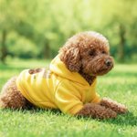 Personlig Funny Face Photo Soft Dog Hoodie med navn og år Pet Supplies Dog Bursdagsgave til hundeeiere elskere