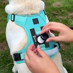 Personalised Heart Bone Fish Signage Pet Chest Harness with Name Outdoor Activities Birthday Gift for Pet Owners
