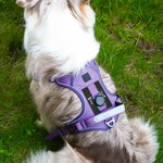 Personalised Heart Bone Fish Signage Pet Chest Harness with Name Outdoor Activities Birthday Gift for Pet Owners
