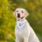 Personalized Tassel Trim Pet Bandana with Initial or Number Dog Cat Daily Accessory Gotcha Day Birthday Gift for Pet Owners Lovers