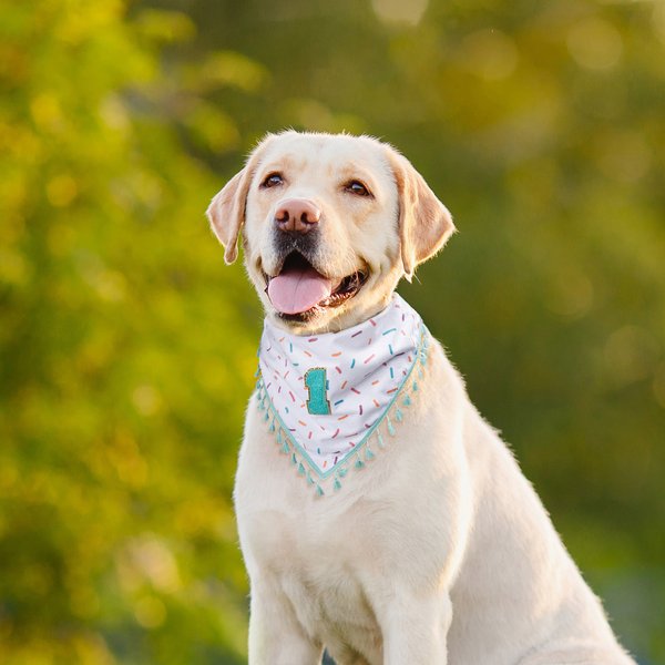 Personalized Tassel Trim Pet Bandana with Initial or Number Dog Cat Daily Accessory Gotcha Day Birthday Gift for Pet Owners Lovers