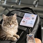 Personalized US Passport Inspired Pawsport Pet Passport Photo Album with Photo and Name Travel Keepsake Birthday Adoption Gift for Pet Owners Lovers