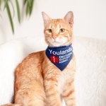 Personalised Star of Life Adjustable Buttons ESA Emotional Support Dog Cat Bandana with Embroidered Name Identification Birthday Gift for Pet Lover