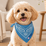 Personlig, söt hundbandana i flera färger med tass-, stjärna- och hjärtmotiv samt broderat namn – för daglig användning utomhus, perfekt som födelsedagspresent till husdjursägare, djurälskare och vänn