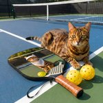 Personalised Pet Portrait Cute Pickleball Paddle Cover with Name Game Day Party Gift for Pickleball Lovers Players Pet Owners
