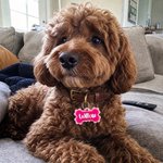 Personalized 3D Printed Bone Pet Name Tag with Phone Number  Dog ID Keychain Birthday Gift for Pet Owners Lovers