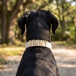 Personalized Gold Metal Letters Velvet Adjustable Dog Collar with Name Birthday Gift for Dog Owner