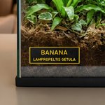 Personlig, 3D-utskriven, flerfärgad magnetisk namnskylten för terrarium med motiv av ödlor, ormar och spindlar – födelsedagspresent till ägare av reptiler och exotiska husdjur