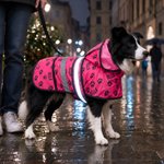 Personalizowana wodoodporna peleryna przeciwdeszczowa dla psa z imieniem i uroczym wzorem łapki na co dzień prezent urodzinowy dla miłośników psów