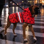 Personalized Cute Paw Print Water-resistant Pet Raincoat with Name Daily Pet Care Birthday Gift for Dog Owner Lover