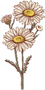 Daisy - April