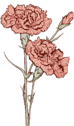 Carnation - January