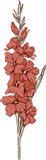 Gladiolus - August