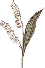 Lily of the Valley - May
