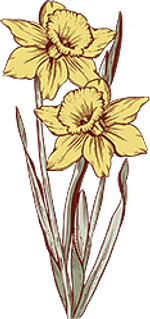 Daffodil - March