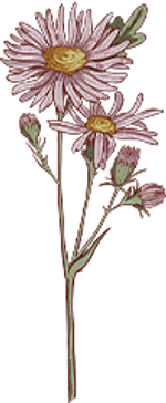 Aster - September