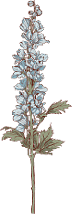 Larkspur - July