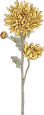 Chrysanthemum - November
