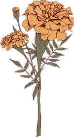 Marigold - October